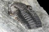 Long Eldredgeops Trilobite - Paulding, Ohio #85553-4